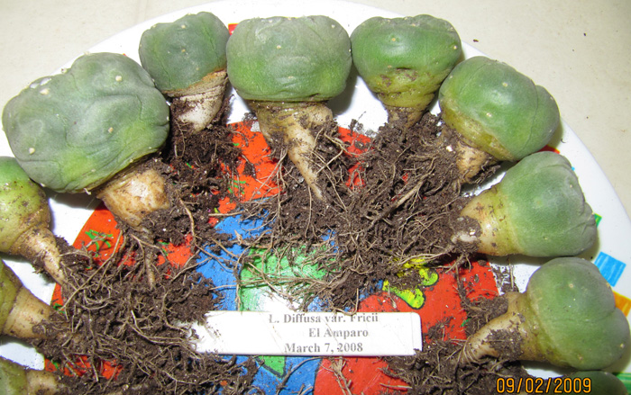 Lophophora Diffusa var. fricii seedlings